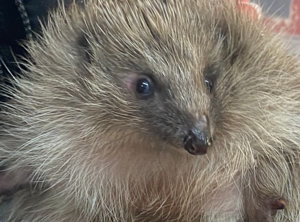 Prickles in a Pickle