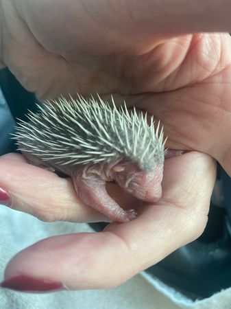 Prickles in a Pickle