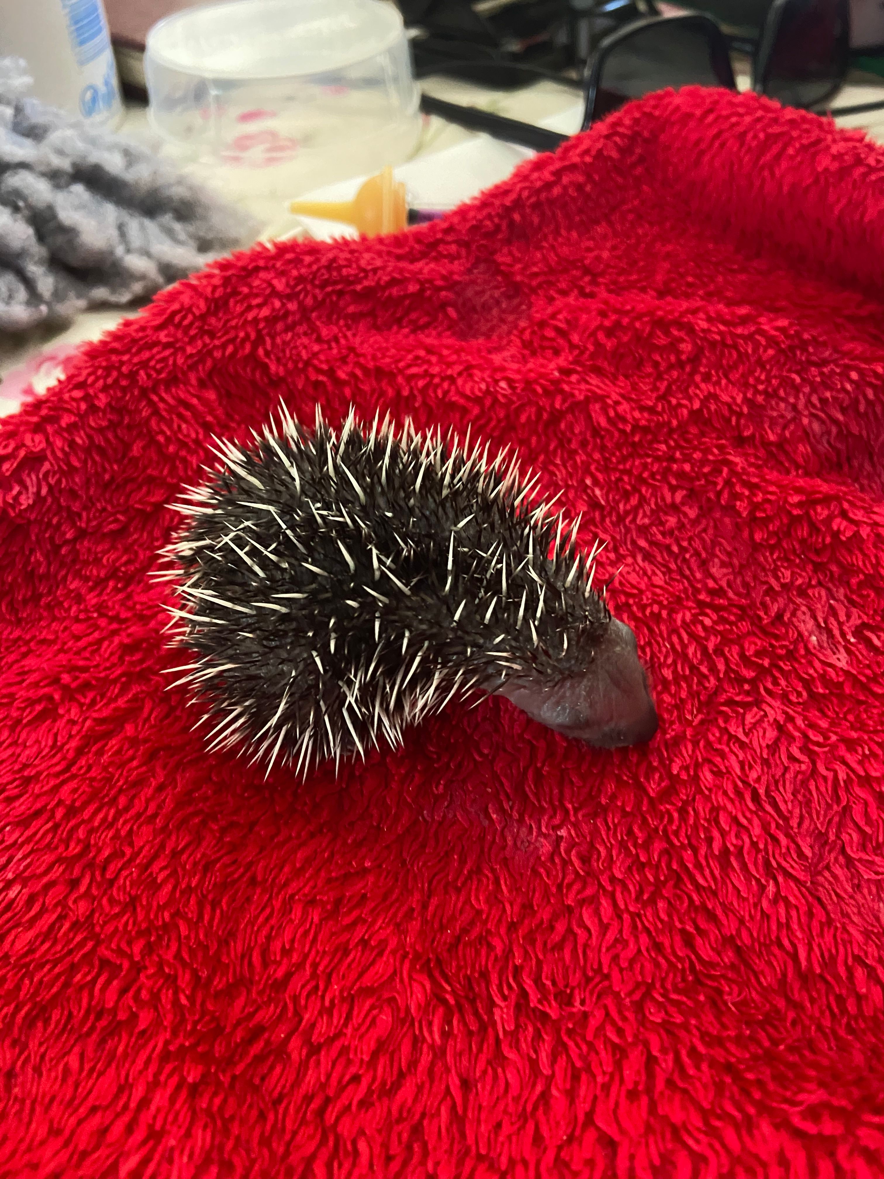 Prickles in a Pickle