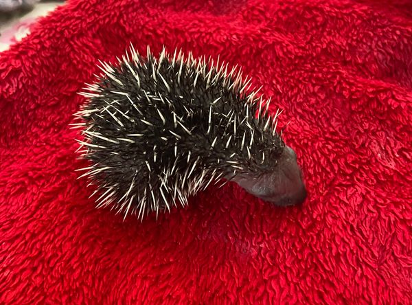 Prickles in a Pickle