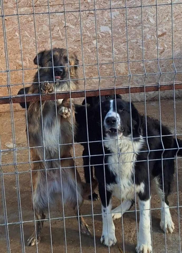 JustMe Saving Dogs CIC