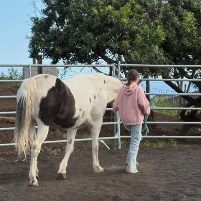 The Spirit Horse Ranch Inc