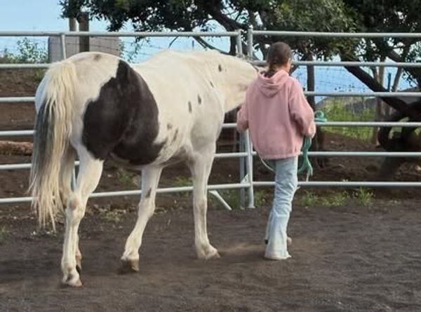 The Spirit Horse Ranch Inc