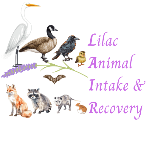 Lilac Animal Intake & Recovery