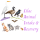 Lilac Animal Intake & Recovery