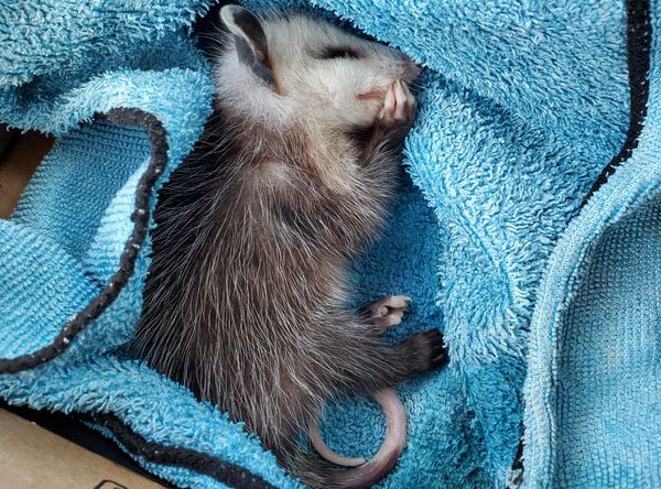 Lilac Animal Intake & Recovery