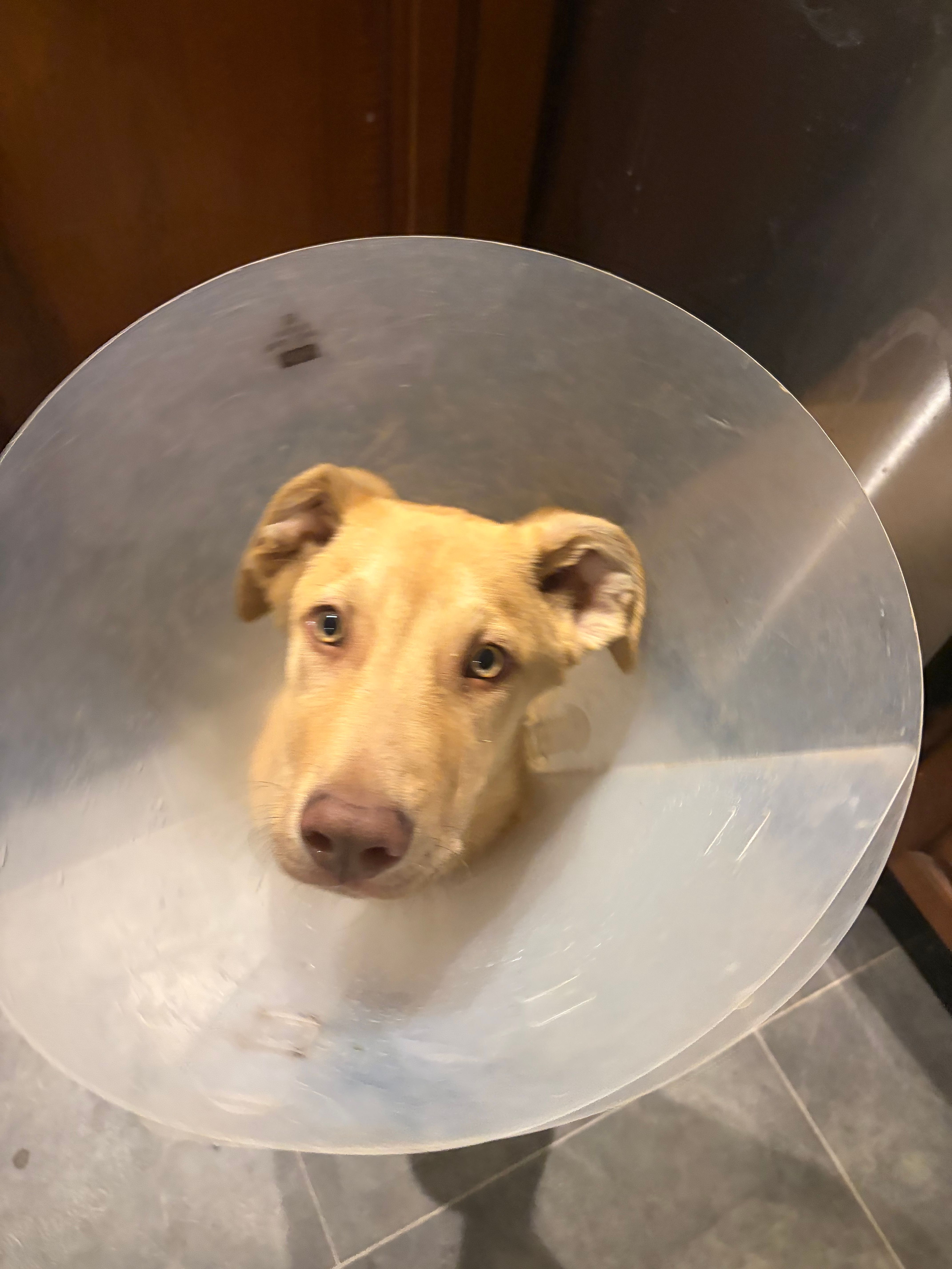 Just Keep Rescuing Canines and Cats