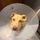 Just Keep Rescuing Canines and Cats