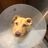 Just Keep Rescuing Canines and Cats