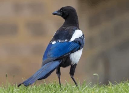 Wild Touch Wildlife Rescue