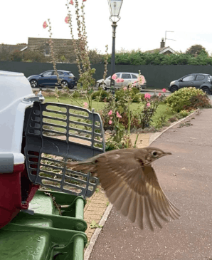 Wild Touch Wildlife Rescue