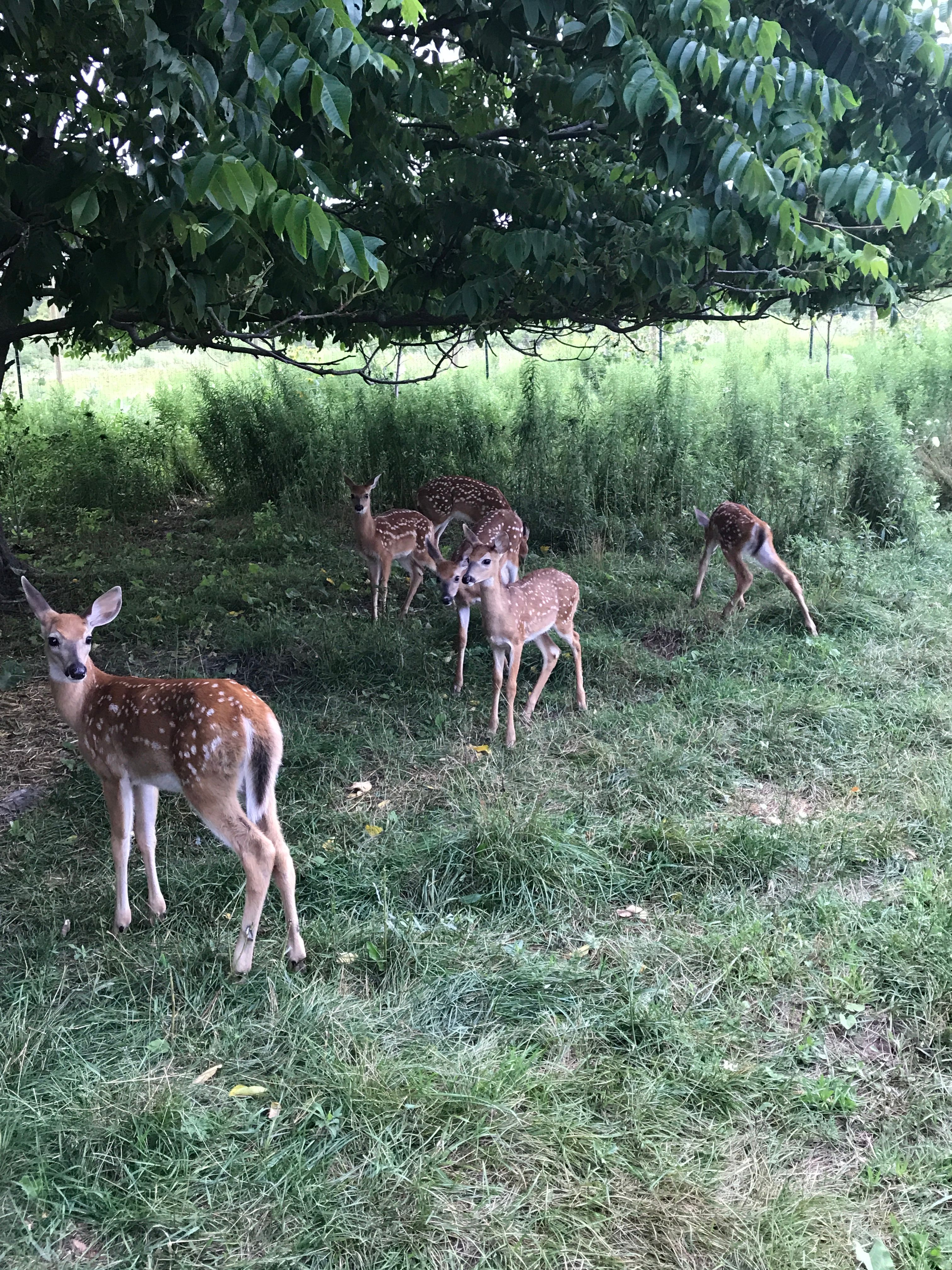 Detroit animal welfare group