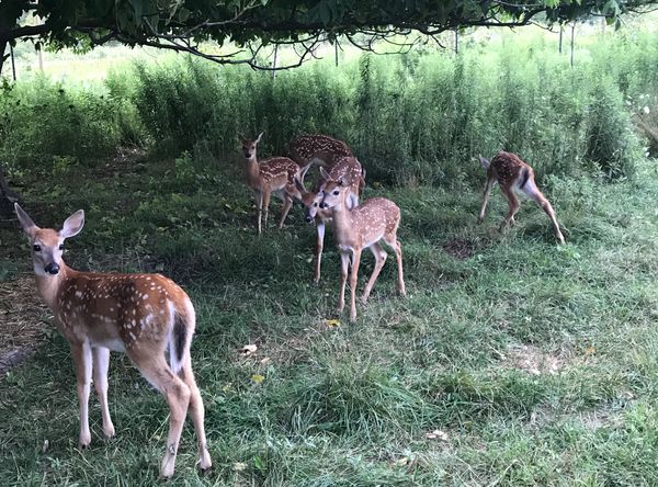 Detroit animal welfare group