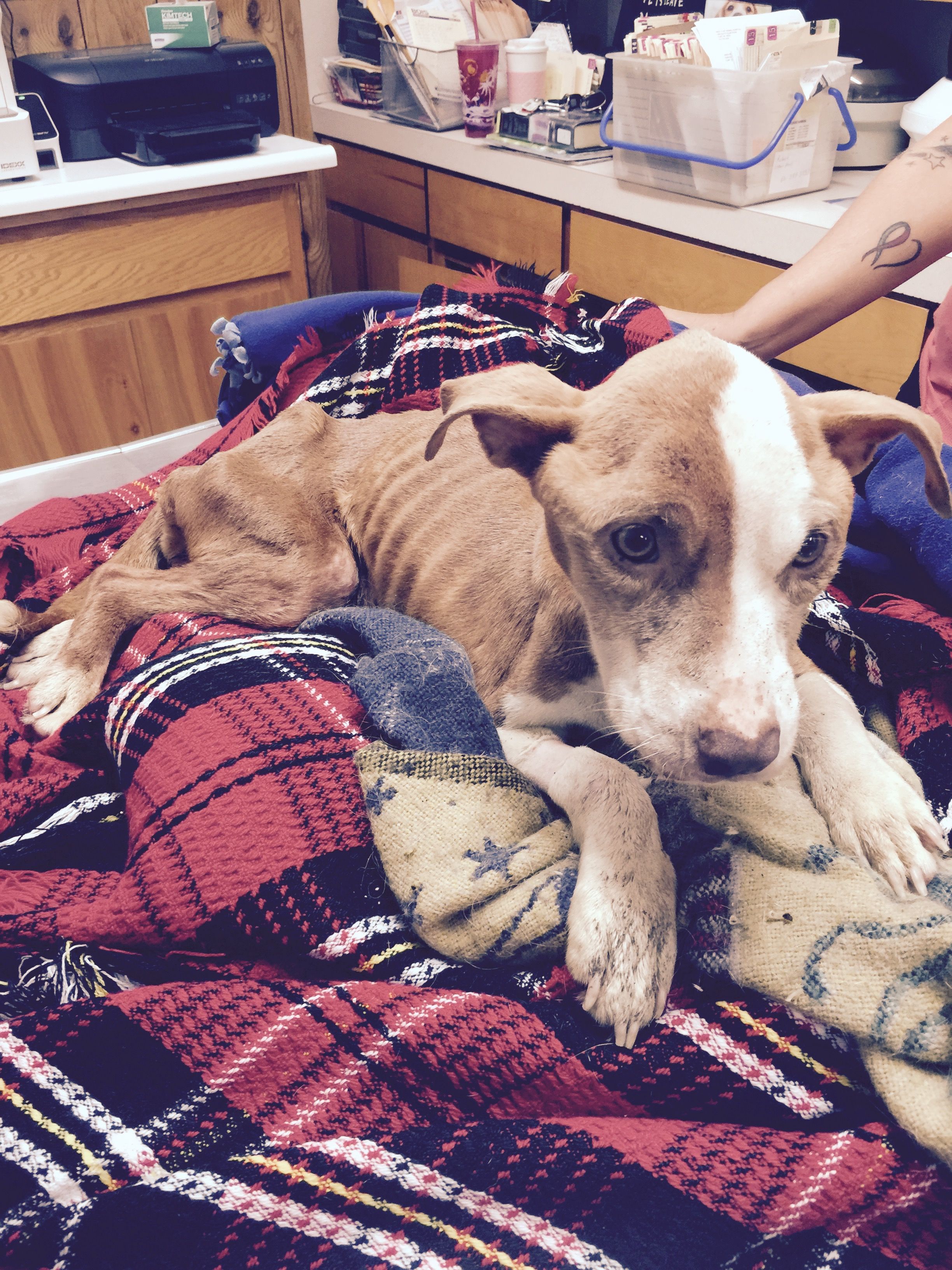 Detroit animal welfare group