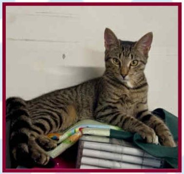 Purrrfect Treasures Cat Haven