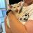 Hope's Cat Colony Welfare and Adoption