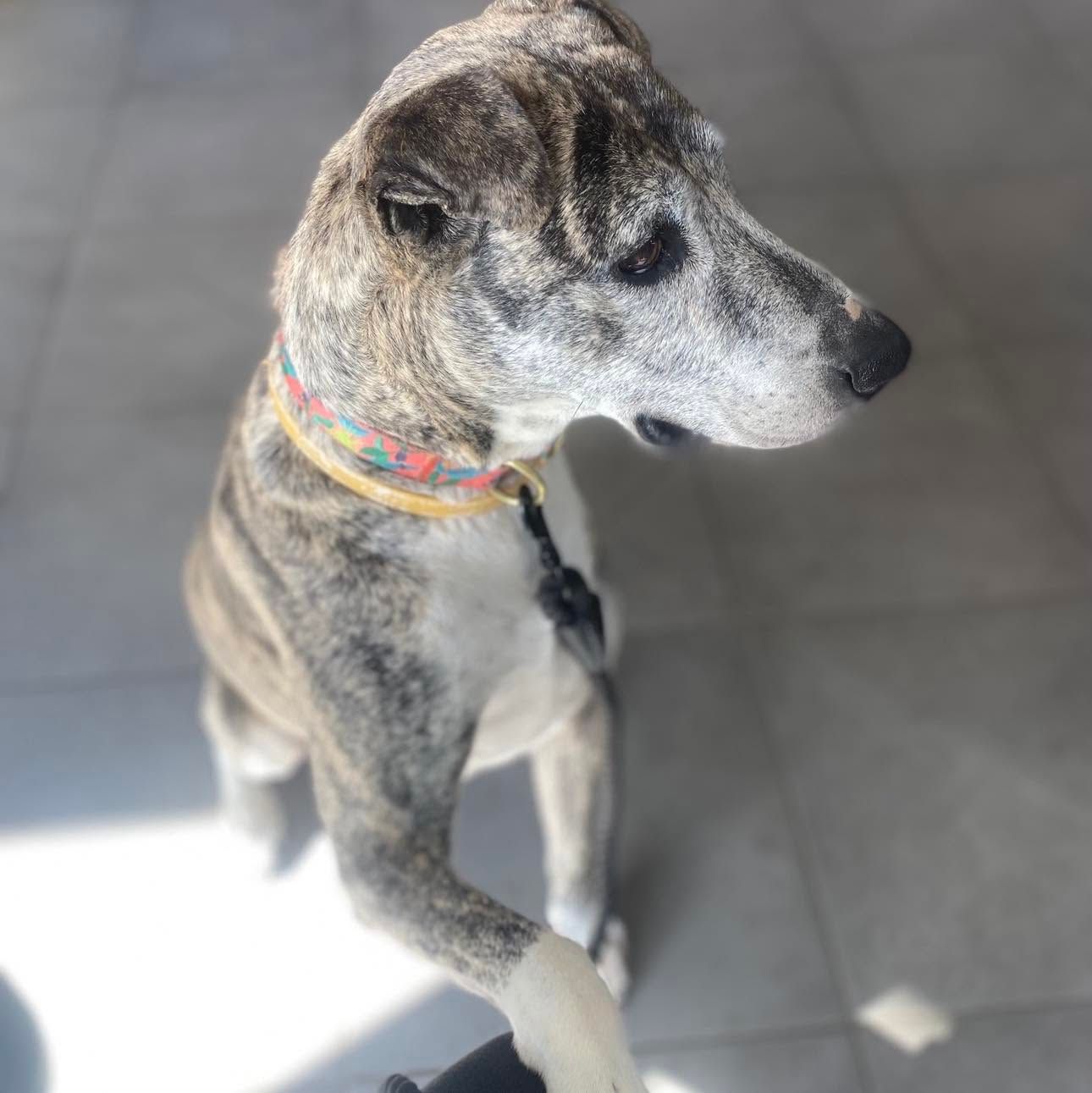 Judd dog rescue Incorporated