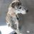 Judd dog rescue Incorporated