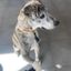 Judd dog rescue Incorporated