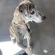 Judd dog rescue Incorporated