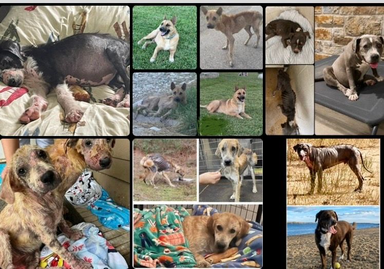 Robbins Rescue  Ranch, Inc.