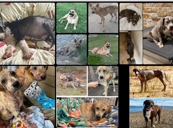 Robbins Rescue Ranch, Inc.