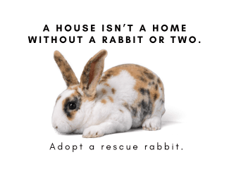 All About Rabbits Rescue, Inc.
