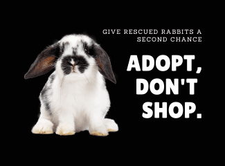 All About Rabbits Rescue, Inc.