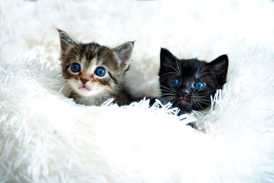 Itty Bitty City Kitties