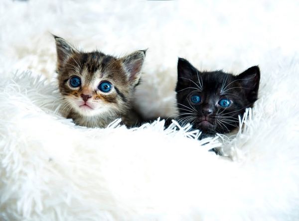 Itty Bitty City Kitties