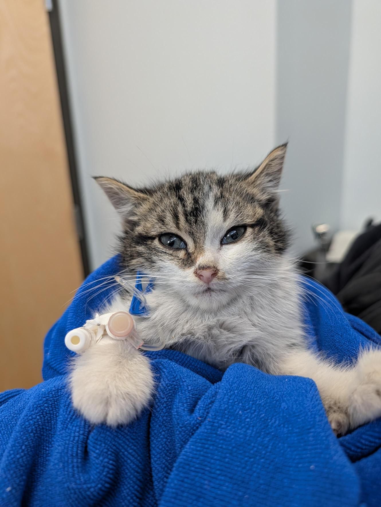 The Fabulous Feline Inc