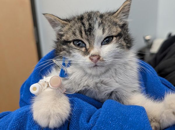 The Fabulous Feline Inc