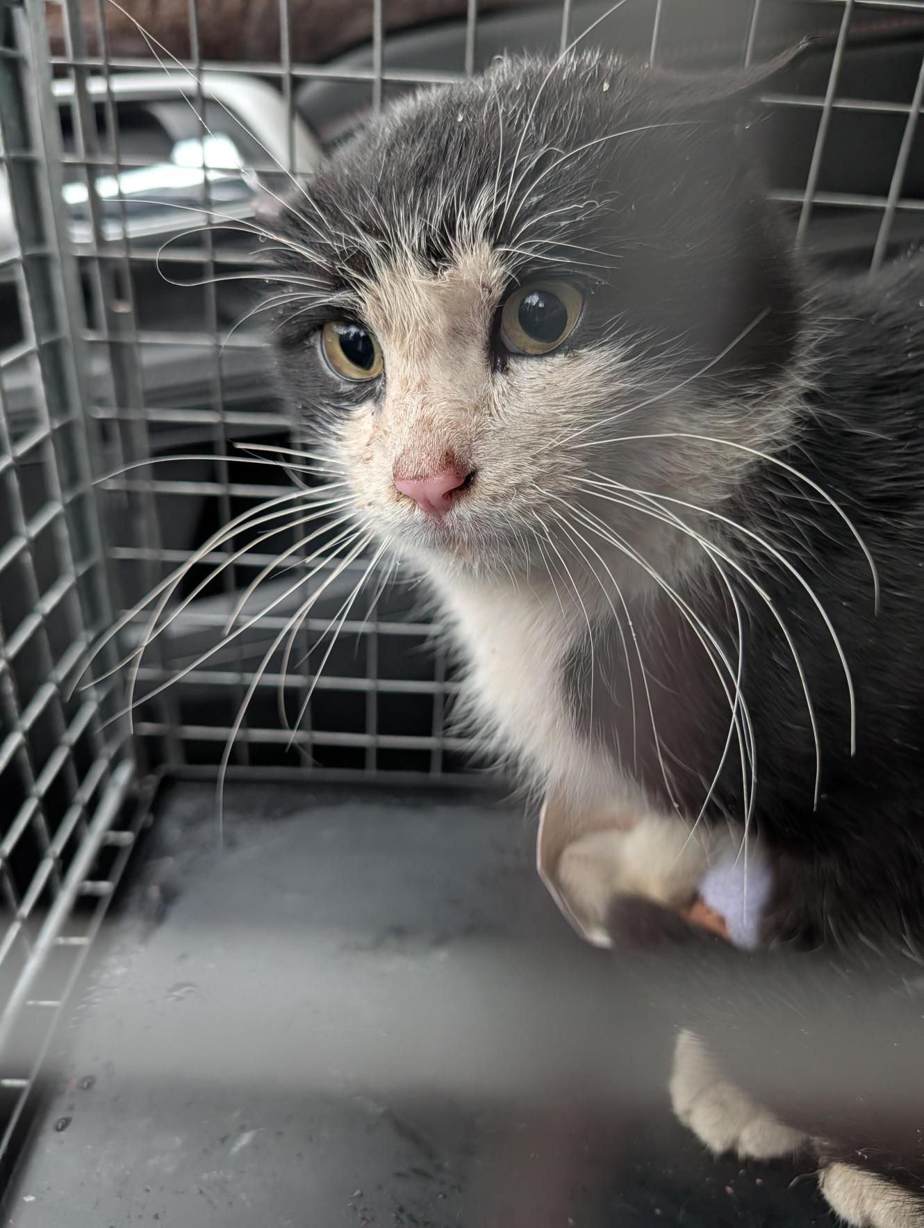 The Fabulous Feline Inc