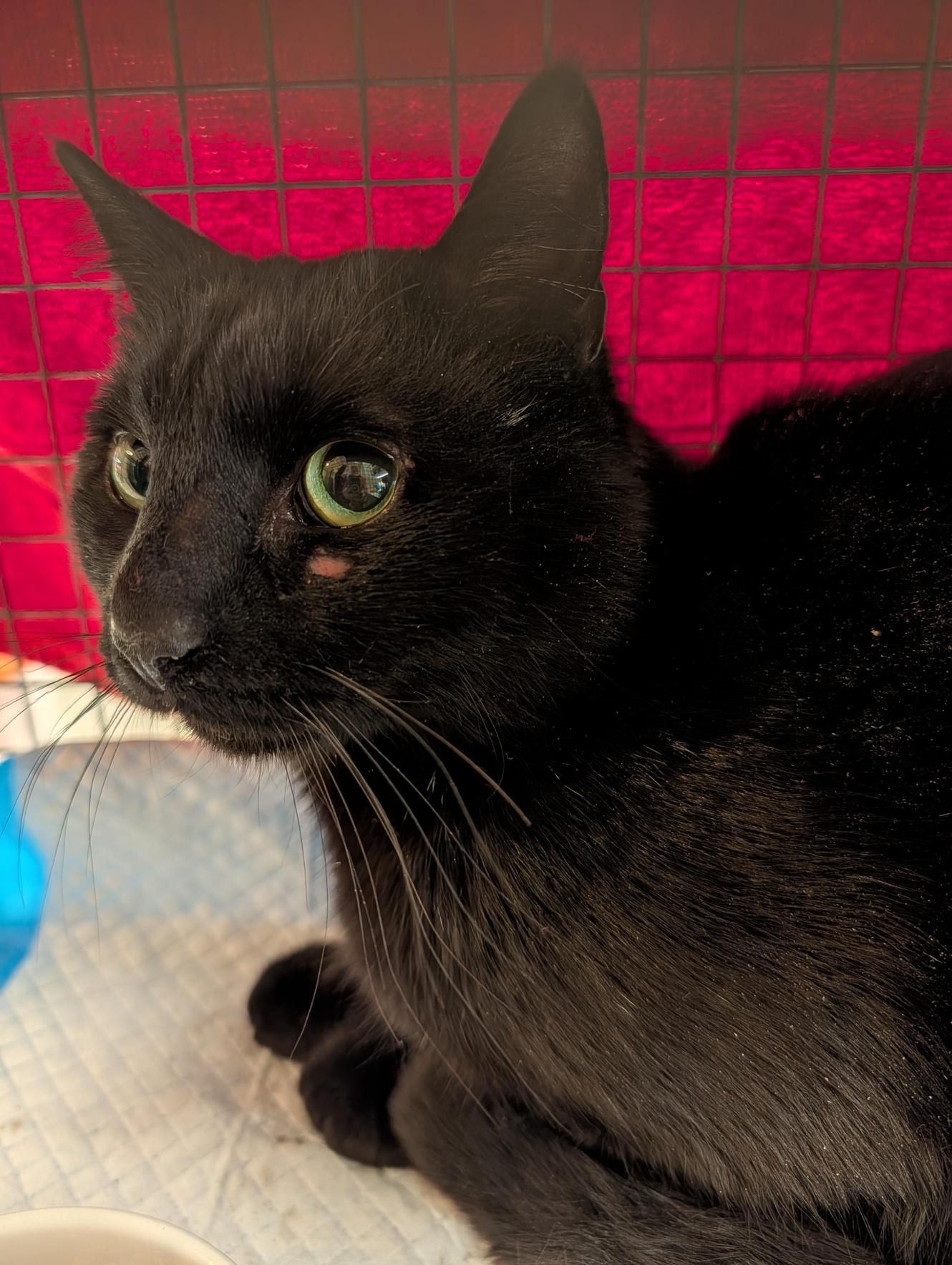 The Fabulous Feline Inc