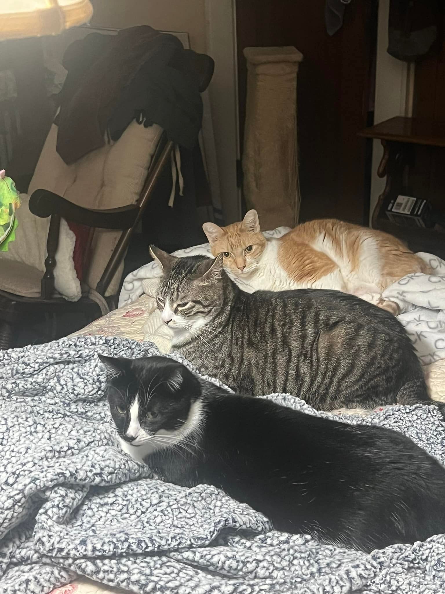 Crossroads Kitties Inc