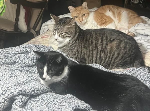 Crossroads Kitties Inc