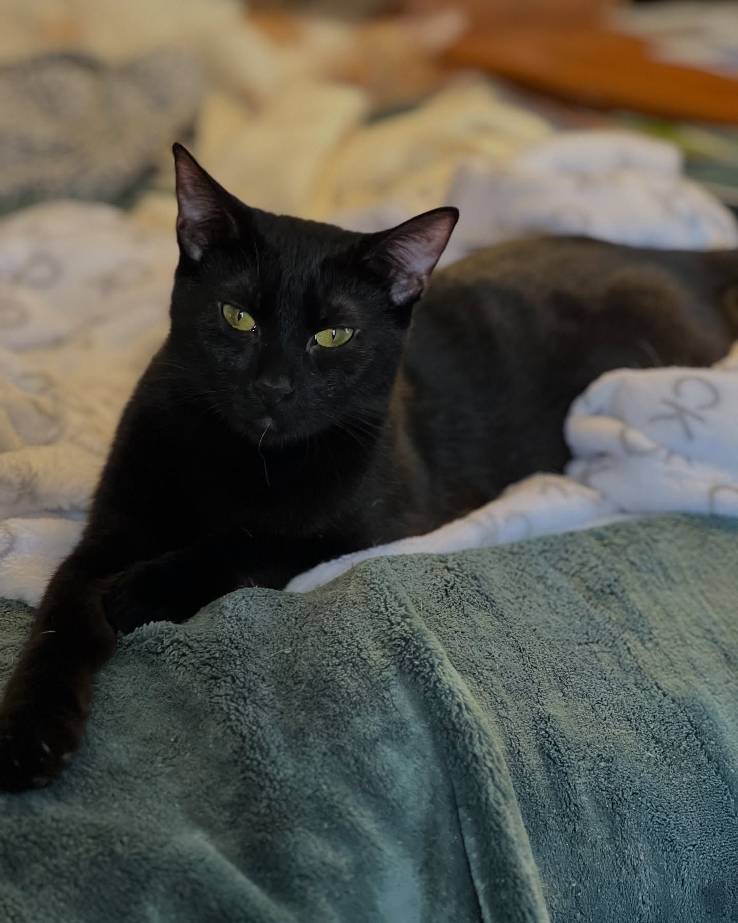 Crossroads Kitties Inc