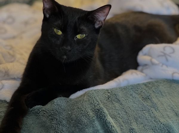 Crossroads Kitties Inc