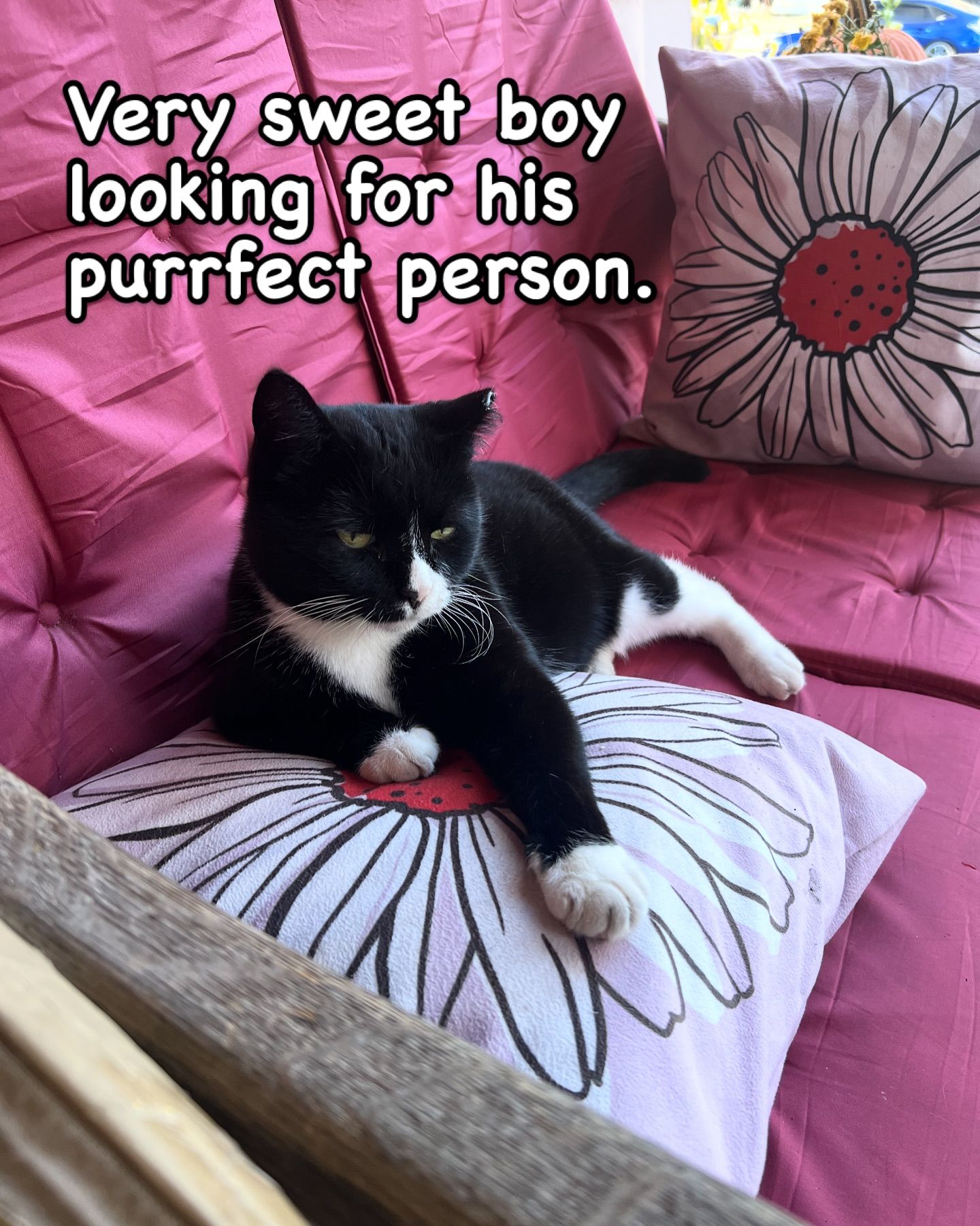 Crossroads Kitties Inc