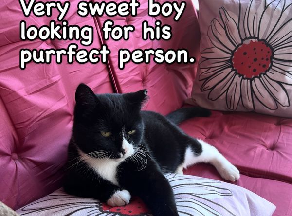 Crossroads Kitties Inc