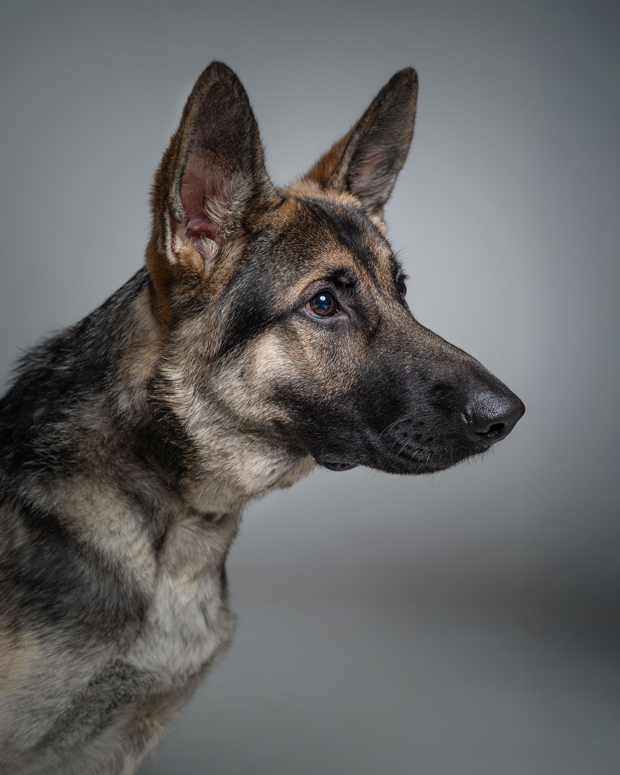 Garden State German Shepherd Rescue