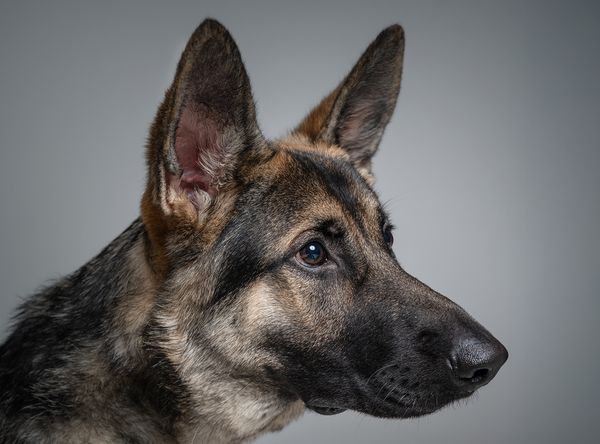 Garden State German Shepherd Rescue