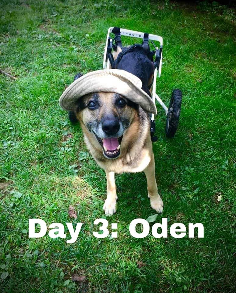 Garden State German Shepherd Rescue