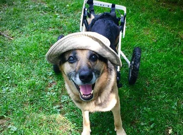 Garden State German Shepherd Rescue