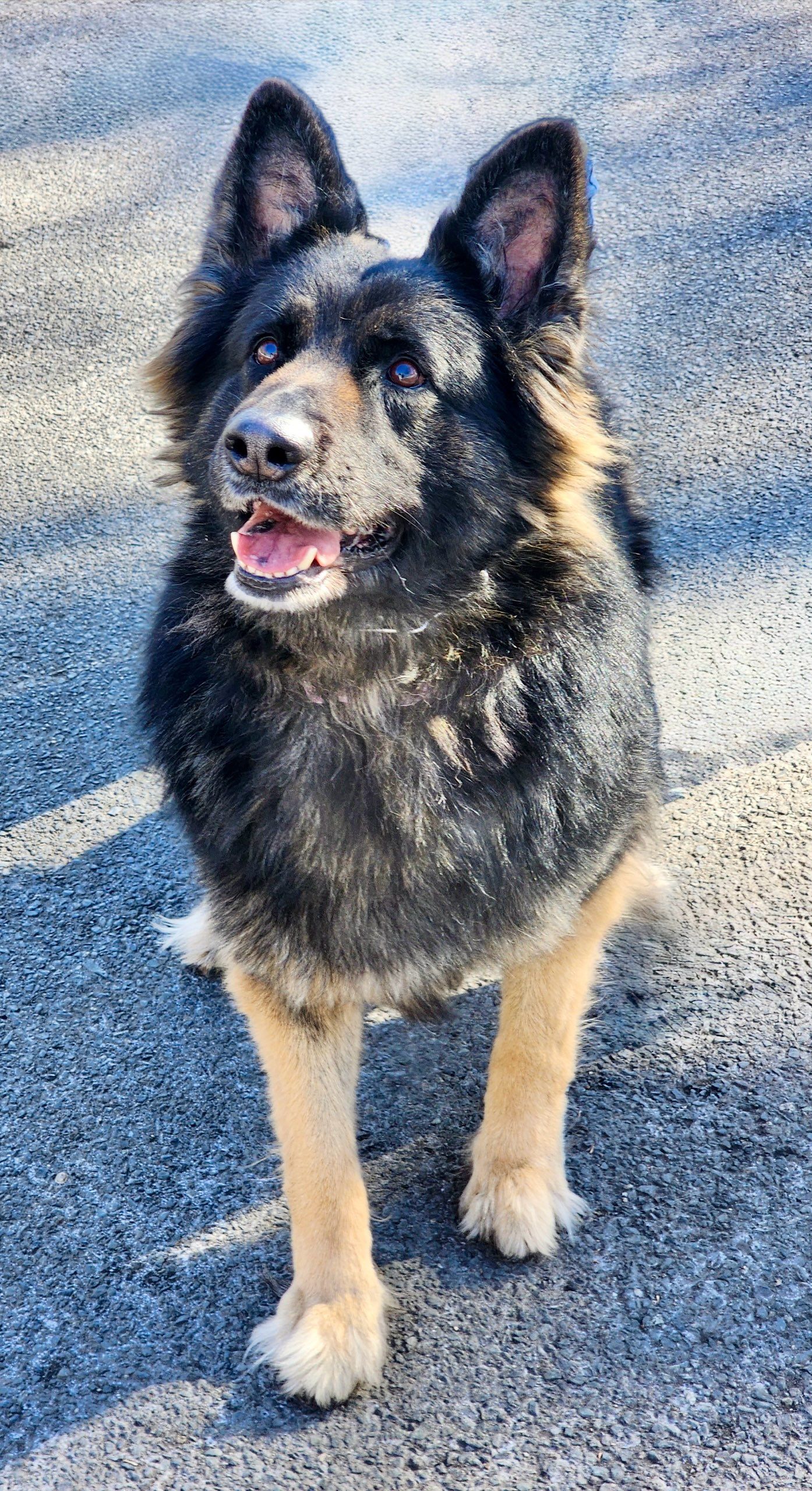 Garden State German Shepherd Rescue