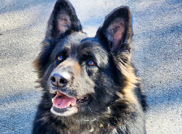 Garden State German Shepherd Rescue