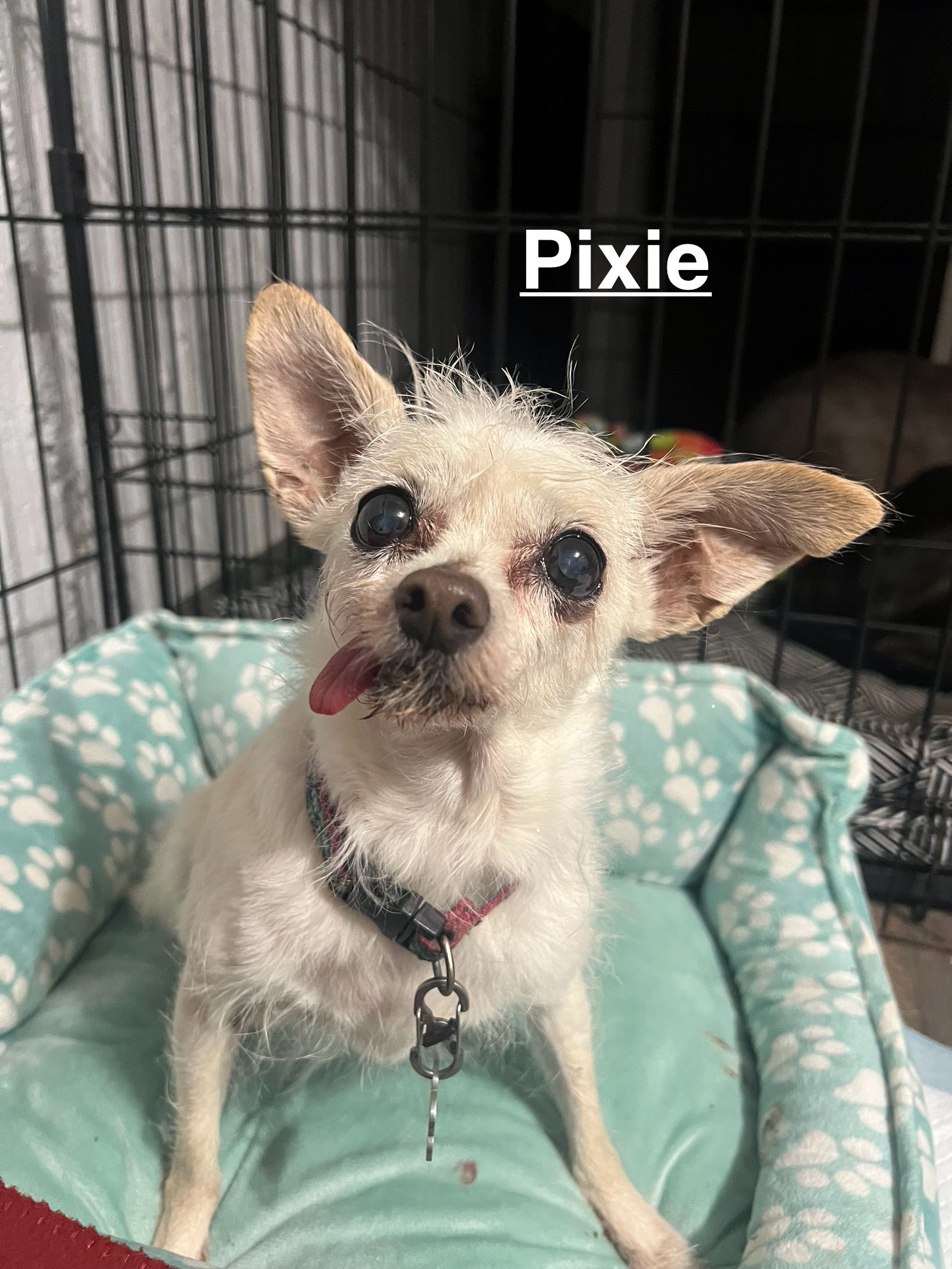 Special Needs Senior Dog Sanctuary