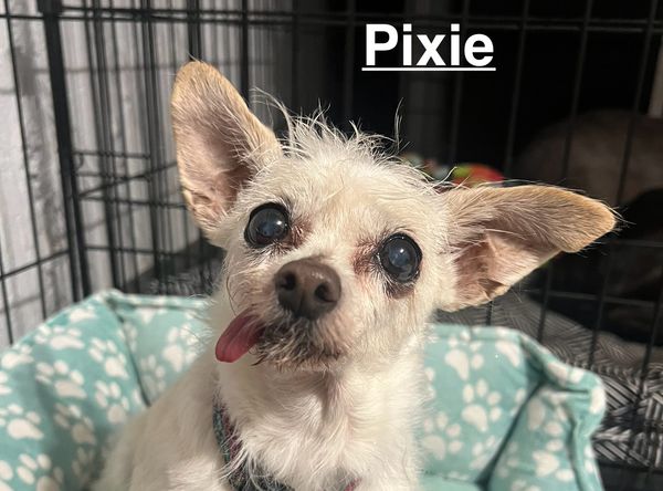 Special Needs Senior Dog Sanctuary