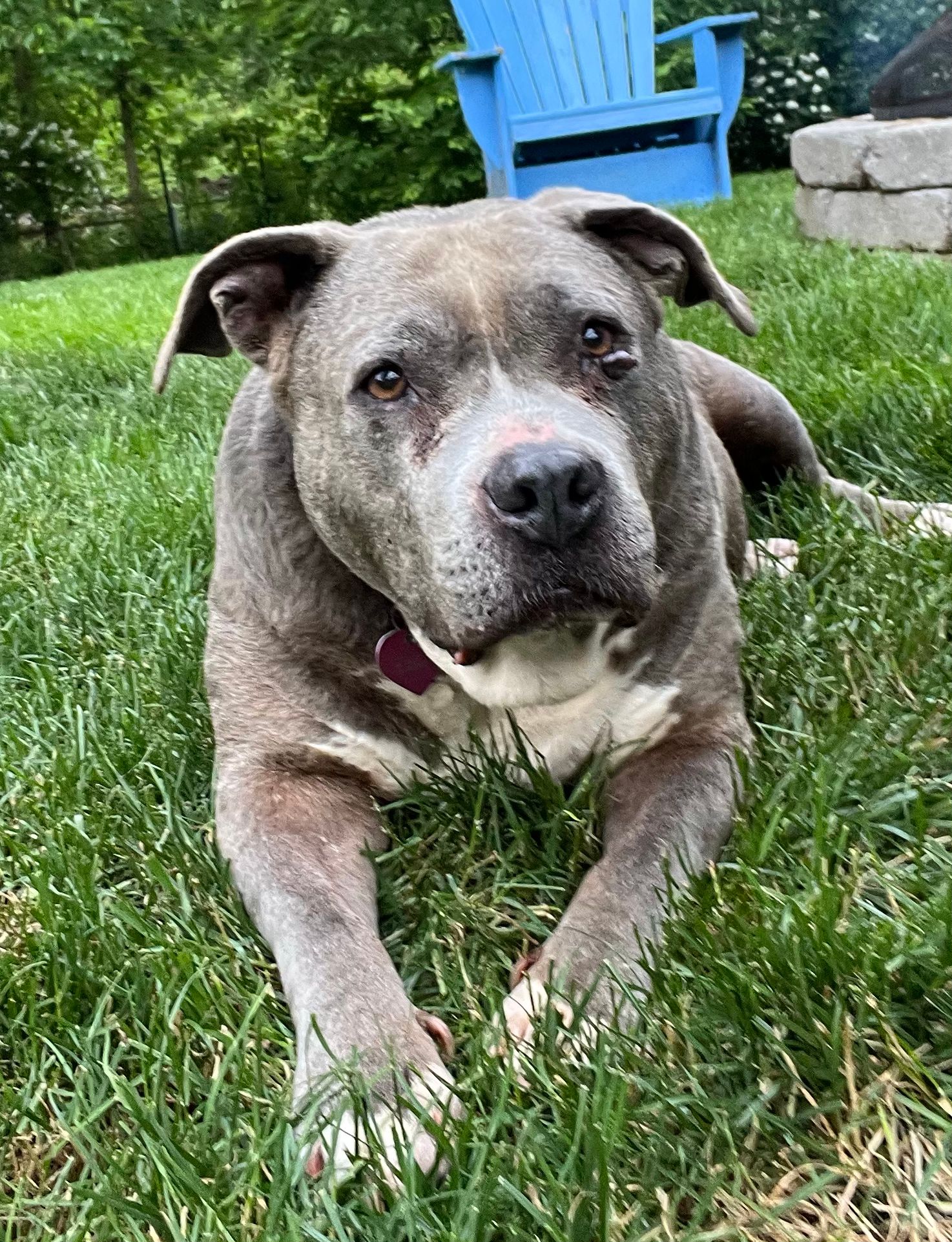 Special Needs Senior Dog Sanctuary