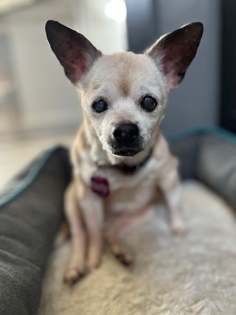 Special Needs Senior Dog Sanctuary